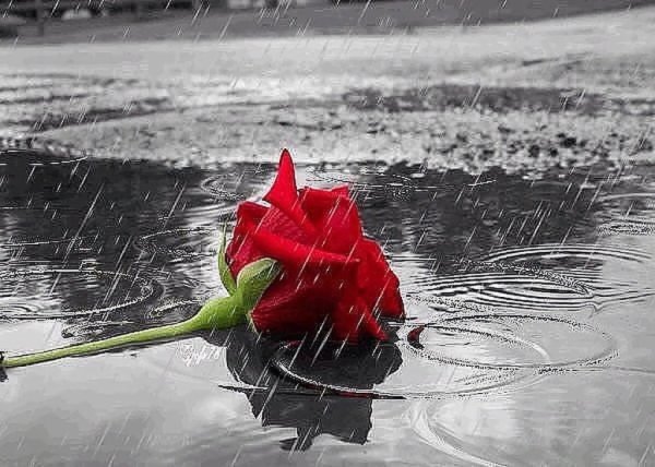 Грустный цветок