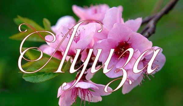 Цветок Луиза