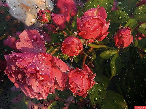 Красивый цветок плачет