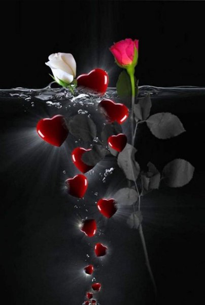 Красная роза любви