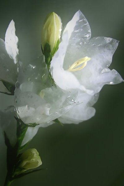 Белые лилии в росе