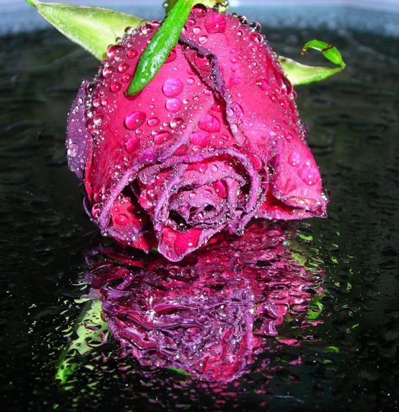 Мокрые розочки