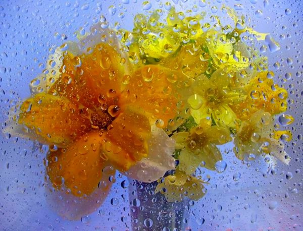 Цветы за мокрым стеклом