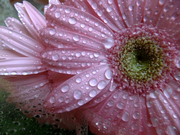 Цветы Макросъемка