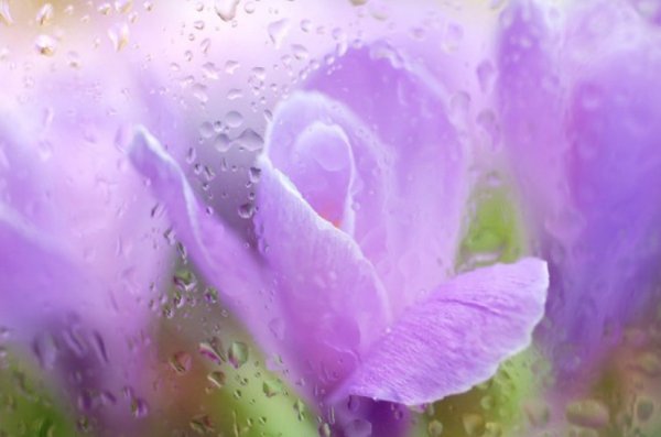 Цветы за мокрым стеклом