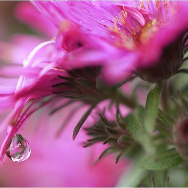 Фото мокрых цветов