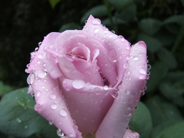 Красивые мокрые розы