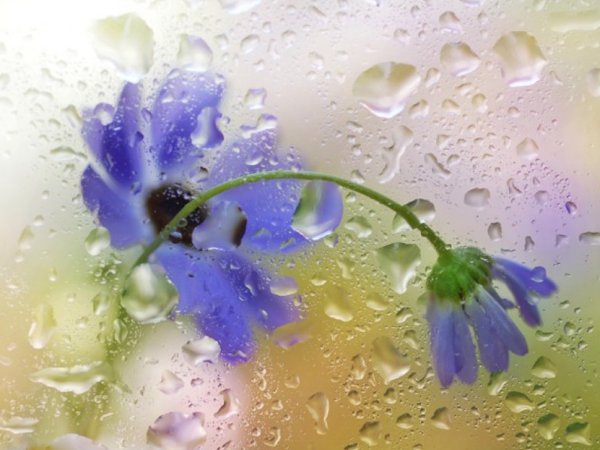 Цветы за стеклом с каплями