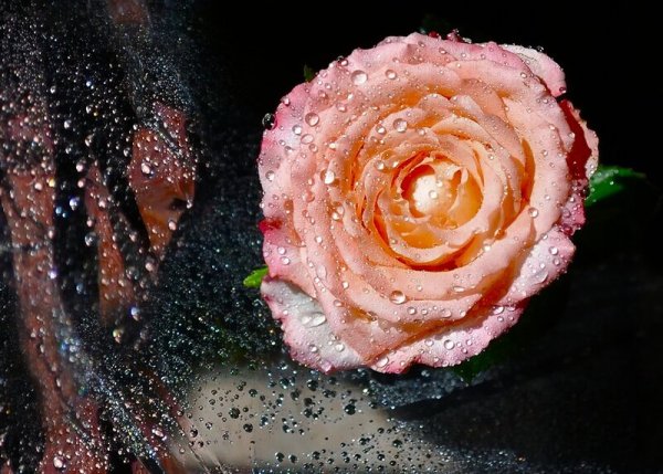 Розы с каплями дождя