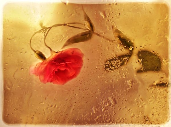 Розы под мокрым стеклом