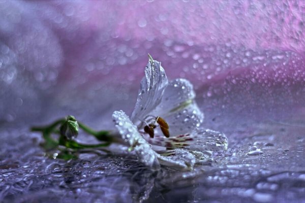 Лилия в каплях