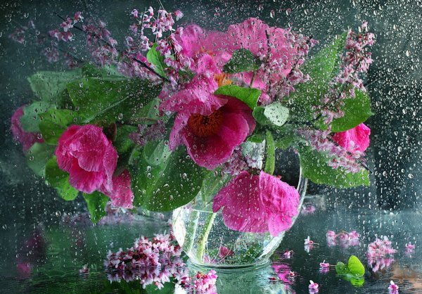 Цветы за мокрым стеклом