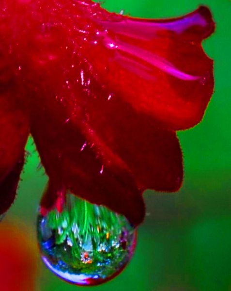 Роса на цветах