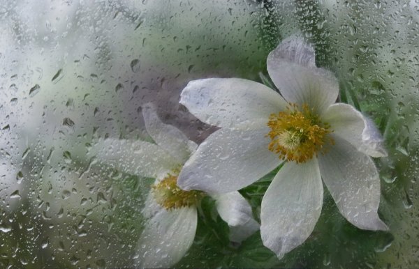 Цветы за мокрым стеклом