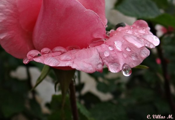 Розовый мокрый цветок