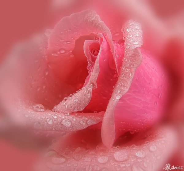 Нежная роза с каплями