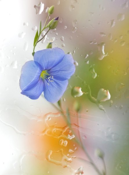 Цветы за мокрым стеклом