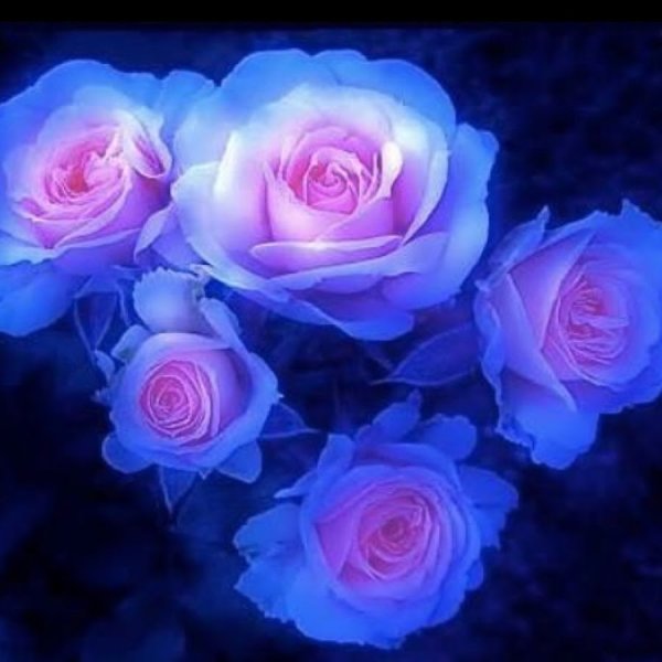 Розово голубые розы