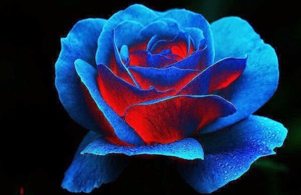 Красно голубые цветы