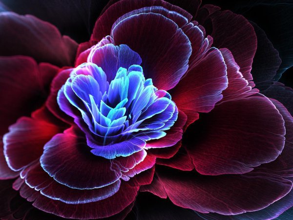 Красно фиолетовые цветы