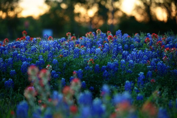 Синие луговые цветы