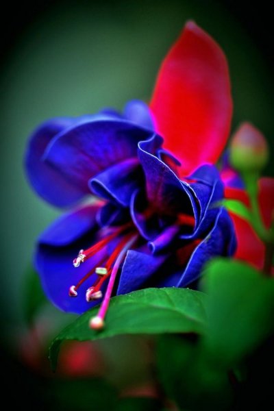 Яркие необычные цветы