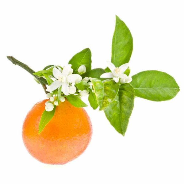 Петитгрейн апельсин Горький