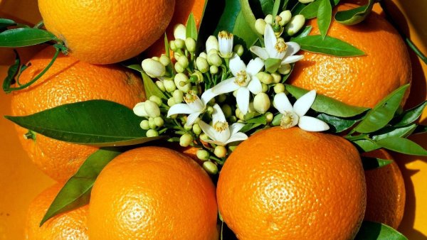 Померанец цвета оранж