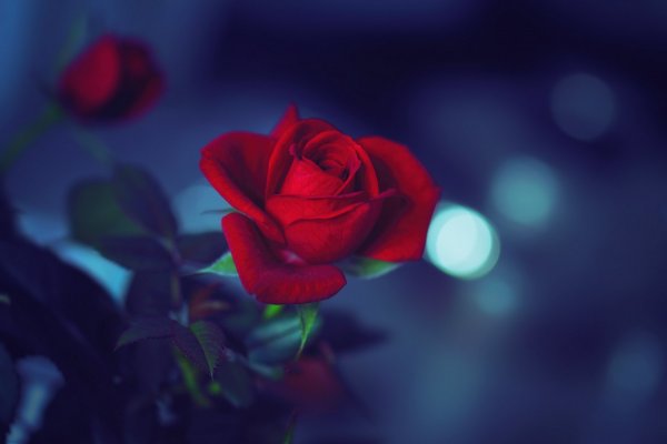 Красная роза на синем фоне