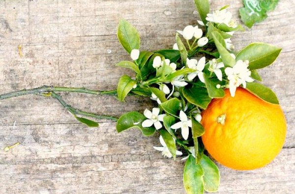 Bergamot & Neroli, Orange