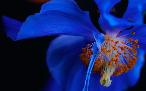 Темно синие цветы