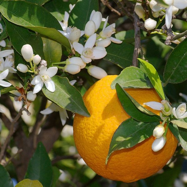Citrus reticulata, Ботаническая иллюстрация