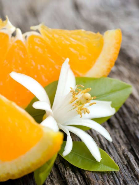 Жасмин нероли цветы