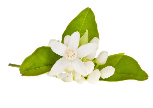 Нероли цветок апельсина