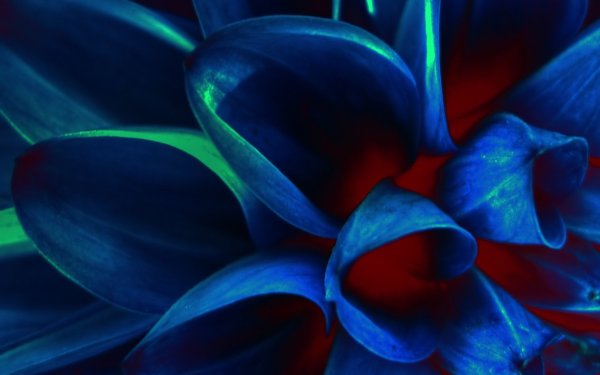 Красно голубые цветы