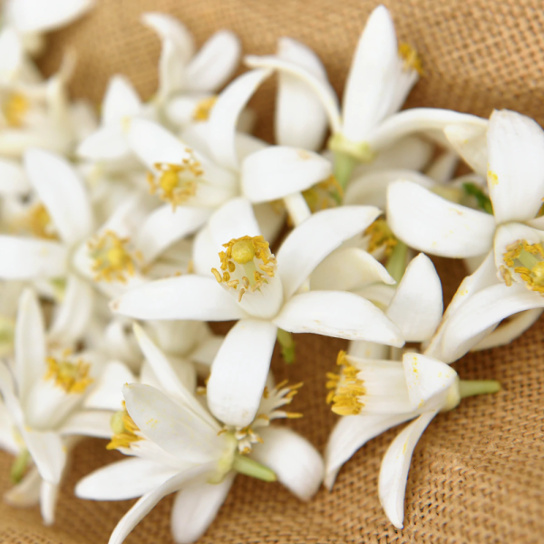 Цветок апельсина на белом фоне