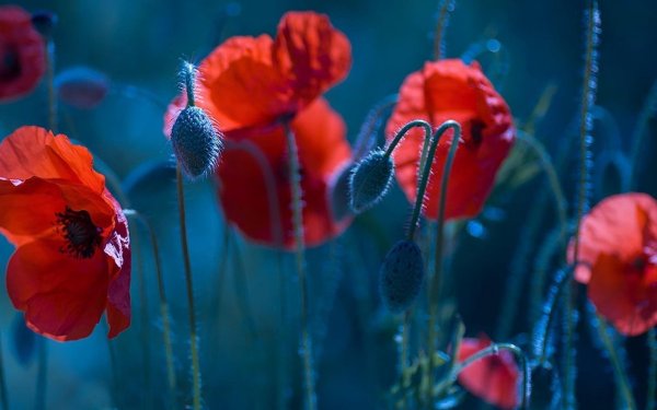 Красная роза на синем фоне