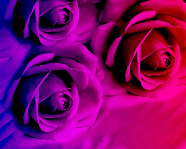 Бело сине красные цветы