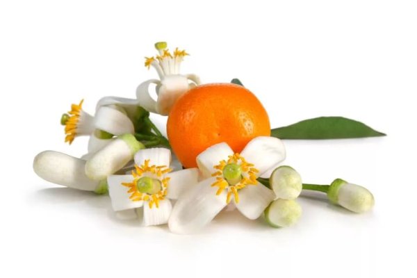 Померанец дерево цветёт