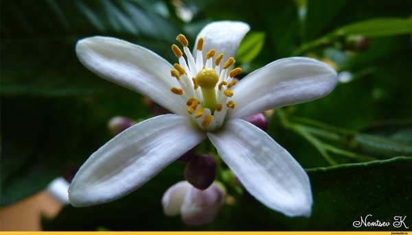 Померанец нероли Петигрен