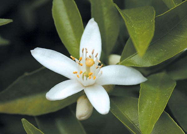 Нероли цветок