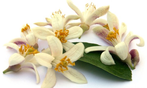 Жасмин грандифлорум Абсолют