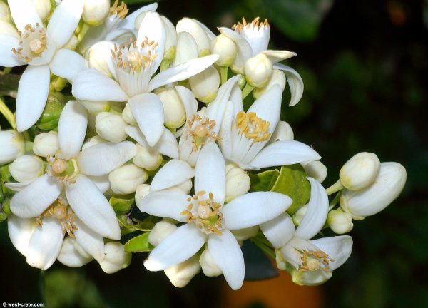 Нероли цветок апельсина