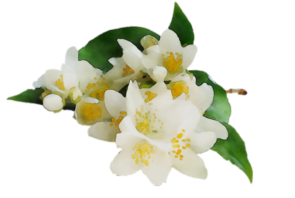 Нероли цветок