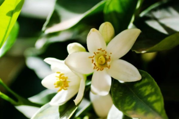 Лимон дерево цветение