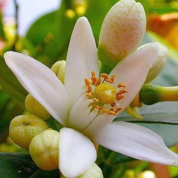 Лимон, мандарин, Горький апельсин Бигардия, бергамот;