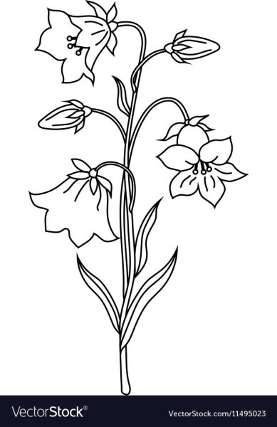 Раскраска колокольчик цветок