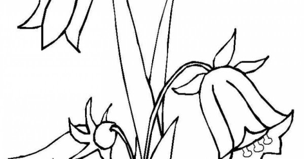 Раскраска колокольчик цветок