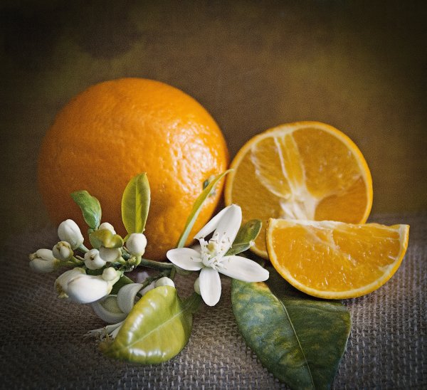 Померанец дерево цветёт