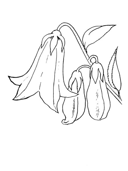 Колокольчик цветок рисунок